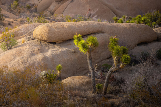 View of Joshua Tree National Park featuring iconic Joshua trees and smooth desert rock formations under warm golden hour light in Joshua Tree, California, United States.