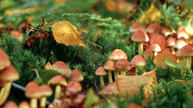 Small Wild Mushrooms Growing in Forest Moss