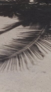 Palm Frond Shadows Fall Across Sunlit Sand, Creating a Tropical Nature Background Vertical video.