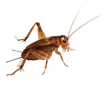 House cricket insect with detailed exoskeleton captured in , showcasing its physical features and structure