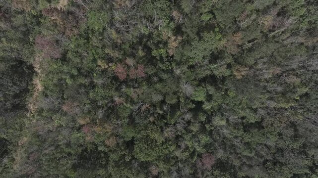 Aerial drone view of Phong Huong Forest beside Rao Quan Lake in Huong Phung, Quang Tri, Vietnam, with colorful foliage turning yellow under warm sunlight.
