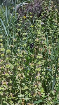 Insect carpenter bee collects pollen from flowers. vertical video. slow motion