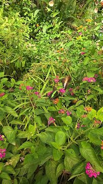Butterflies emerald peacock rest on colorful flowers Lantana camara. vertical video. slow motion