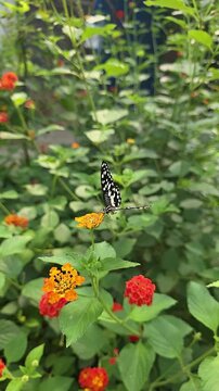 Butterfly rests on a bright flower Lantana camara. vertical video. slow motion