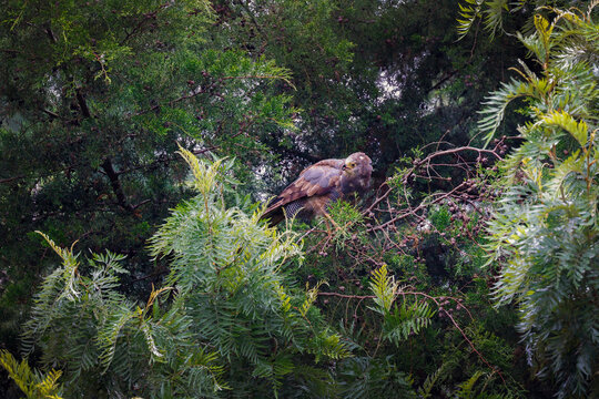 An African Harrier-Hawk (Polyboroides typus) perched gracefully on a tree in Uganda. This distinctive African raptor is known for its long legs, powerful hooked bill