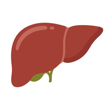 illustration of a human liver with gallbladder vector