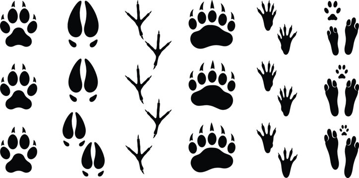 Set of various wild animal footprints and tracks isolated on a white background for tracking