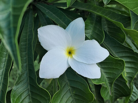 Plumeria pudica or Bridal Bouquet Frangipani plant with flower and buds image.