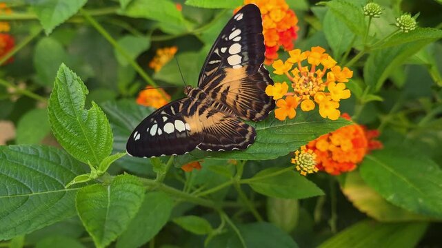 Butterfly Clipper on orange Lantana flowers and green leaves. slow motion