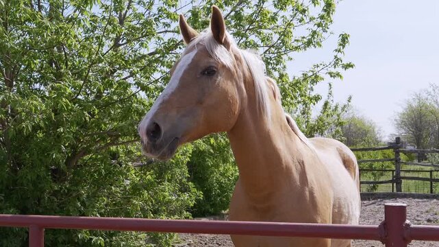 A majestic palomino horse with a golden coat and white mane stands calmly in an outdoor enclosure surrounded by green trees. Concept of equestrian life, animal grace, and rural farm life.