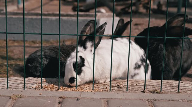 Black and spotted rabbits eat scattered grain behind a green wire mesh fence in an outdoor enclosure. Concept of animal husbandry, livestock care, and commercial farming.