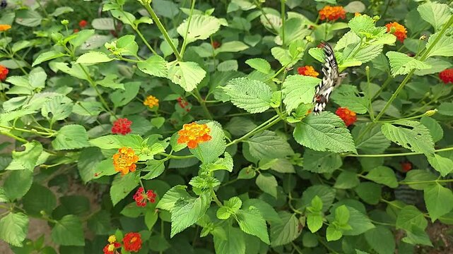 Lime butterfly rests on Lantana flowers in a garden. slow motion