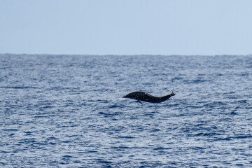 Fototapeta premium Rough-toothed dolphin (Steno bredanensis) breaching at Saint Helena in the South Atlantic Ocean