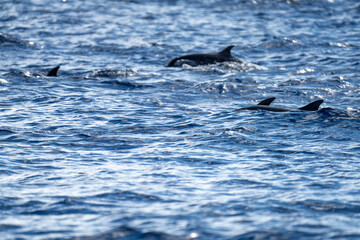 Fototapeta premium Pod of rough-toothed dolphins (Steno bredanensis) swimming at Saint Helena in the South Atlantic Ocean