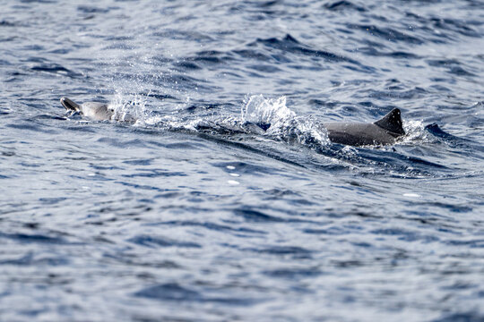 Rough-toothed dolphins (Steno bredanensis) swimming at Saint Helena in the South Atlantic Ocean
