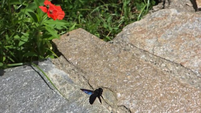 A carpenter bee is hovering close to a rock in a yard. slow motion