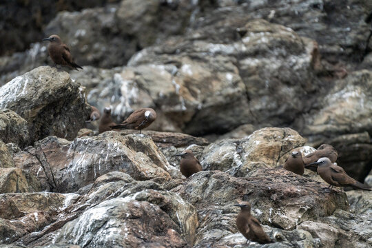 Colony of brown noddies (Anous stolidus) and black noddies (Anous minutus) on a volcanic islet off of Saint Helena in the South Atlantic Ocean