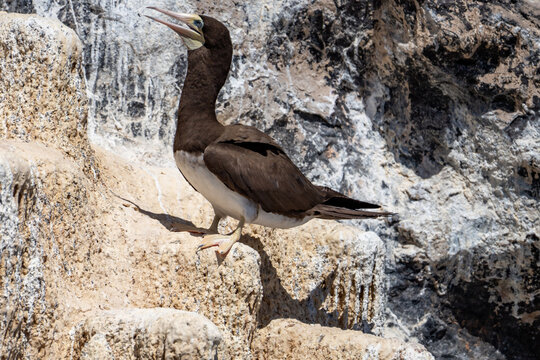 Brown booby (Sula leucogaster) perched on a volcanic islet off of Saint Helena in the South Atlantic Ocean