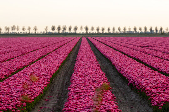 View of a vast field of vibrant pink tulips planted in long, parallel rows stretching towards the horizon under a soft sky in Burgh, Zeeland, Netherlands.
