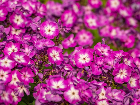 magenta phlox flowers pattern for textured blossom background