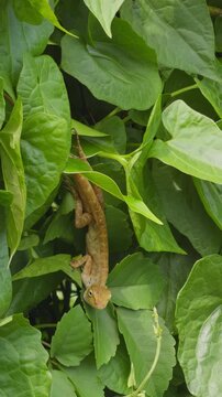 Brown Lizard Clings to Dense Green Foliage in a Close View, Showcasing Camouflage and Natural Wildlife Vertical video.