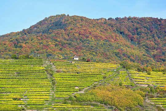 Autumn in the Wachau Valley With Terraced Vineyards and Colorful Forest in Lower Austria