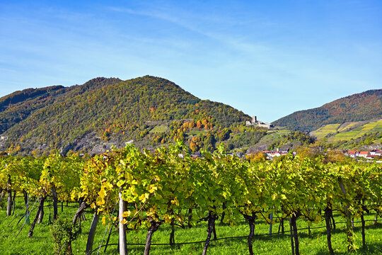 Autumn Landscape of Wachau Valley with Terraced Vineyards and Hinterhaus Castle Ruins in Spitz, Austria