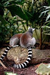 Naklejka premium Two ring-tailed lemurs sit closely together on mossy log surrounded by dense tropical foliage, their distinctive black-and-white striped tails contrasting with soft gray fur in a calm wildlife scene.