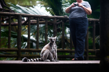 Naklejka premium Ring-tailed lemur sitting on a boardwalk while a visitor photographs it in a tropical zoo setting.