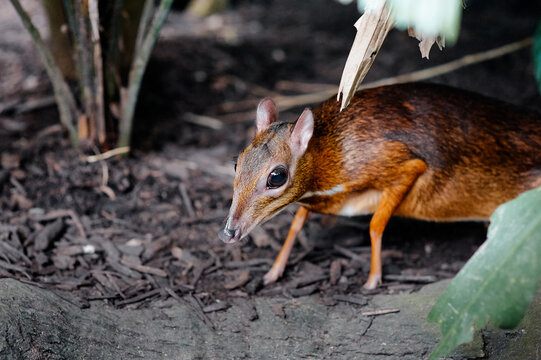 Small brown mouse deer (chevrotain) foraging among leaf litter beneath dense foliage, shown in close-up wildlife portrait that emphasizes texture, natural habitat, and the animal&rsquo;s delicate features.
