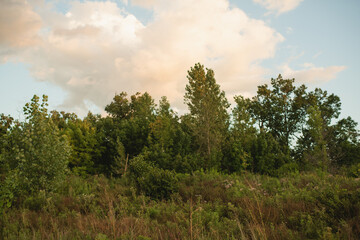 Fototapeta premium Dense green trees and native vegetation fill a scenic natural landscape beneath soft summer clouds in northern Illinois. This image highlight Midwestern wilderness, open space and native plant habitat
