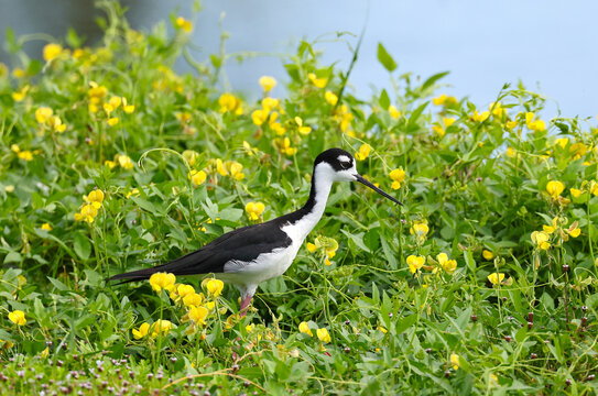 Black winged stilt walking through a patch of yellow buttercups