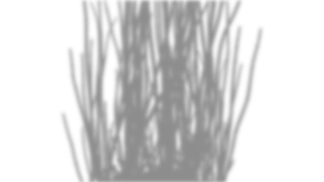Shadow of tall grass or reeds cast on a white wall, creating a natural organic overlay effect for creative design projects isolated on transparent background
