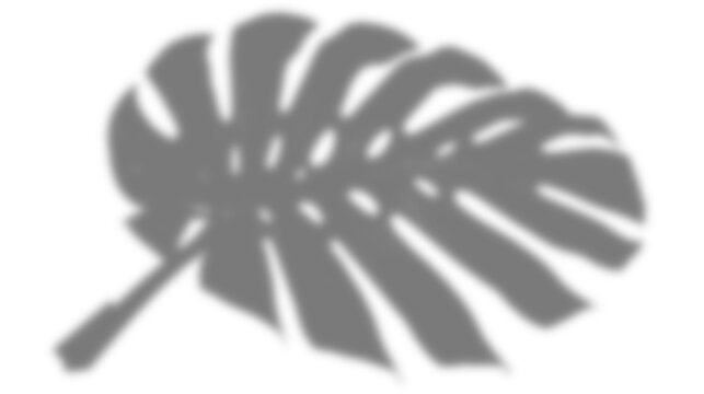 Realistic monstera leaf shadow overlay, tropical botanical foliage silhouette, natural soft light effect, isolated on transparent background