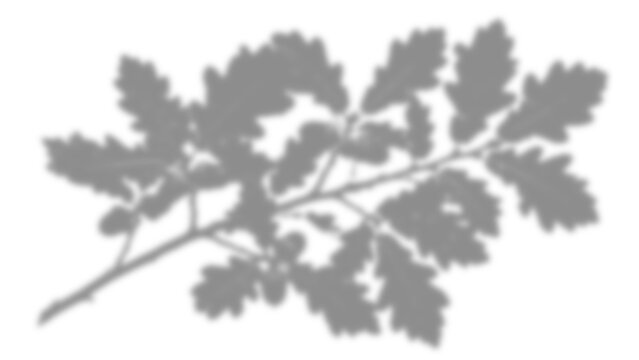 Oak tree branch silhouette with lobed leaves and acorns shadow isolated on transparent background