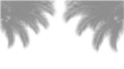 Natural abstract shadow of palm tree leaves from window on a white wall overlay effect for photo, mockup, presentation, and design isolated on transparent background © Hikari Vector Studio