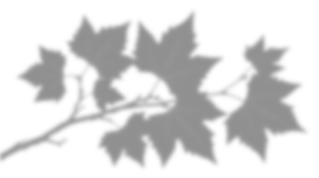 Realistic maple leaf branch shadow overlay, natural foliage silhouette, soft botanical light effect, transparent png, isolated on transparent background