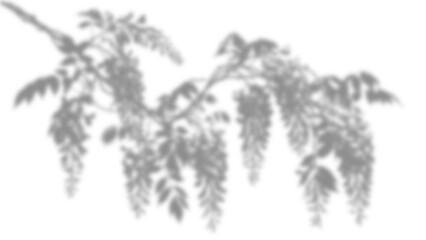 Obraz premium Natural shadow overlay effect of wisteria tree branches and flowers for mockup presentation and photography design isolated on transparent background