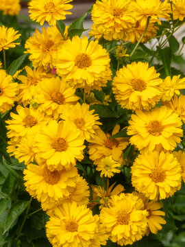 Bright Yellow Daisy-Like Flowers Clustered in a Sunny Summer Garden Bed