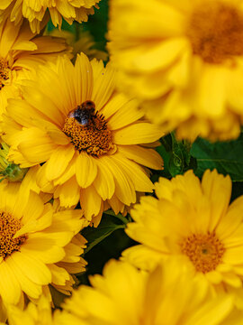 Bee on Bright Yellow Daisy Flowers in Summer Garden