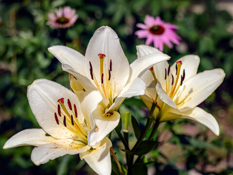 White Lily Flowers Blooming In Garden With Pink Coneflowers Background In Morning Light