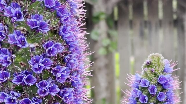 Bumblebee Pollinating Purple Flowers in Garden Close Up - 4K