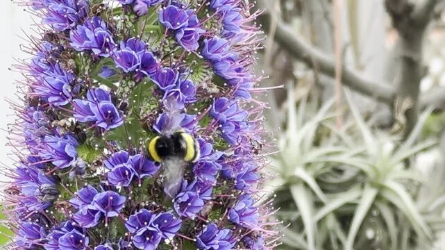 Pollinating Bumblebee Among Purple Garden Flowers - 4K