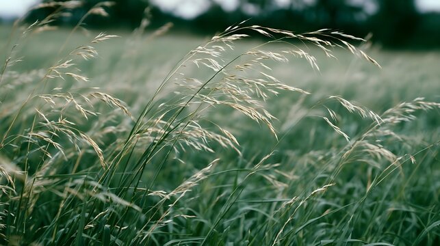 Tall grasses sway gently in a soft breeze across a serene meadow under diffused daylight  creating a tranquil natural scene