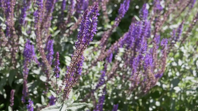Purple salvia flowers sway in the summer breeze as a honeybee pollinates the violet blossoms in slow motion during a sunny day. Concept of pollination, biodiversity, and garden ecology.
