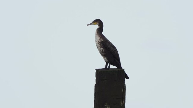 A juvenile great cormorant (Phalacrocorax carbo) standing on a wooden pole and shaking its feathers