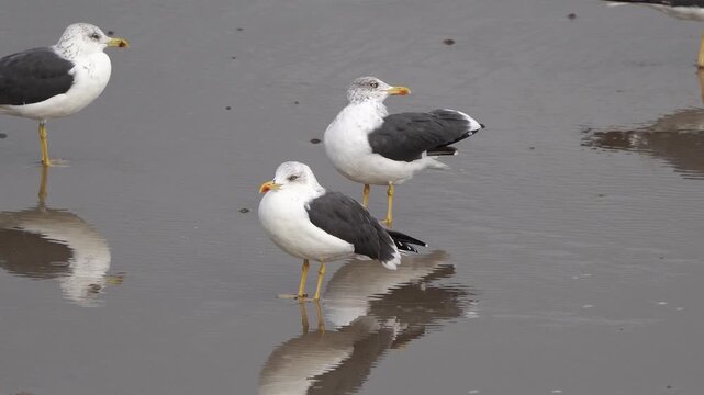 A group of adult lesser black-backed gulls (Larus fuscus) in winter plumage standing on the beach