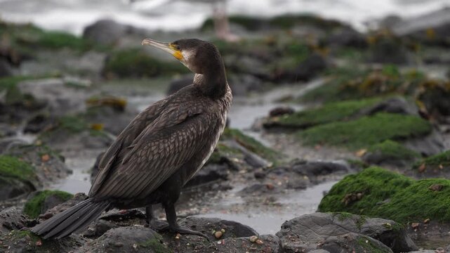 A juvenile great cormorant (Phalacrocorax carbo) sitting on the rocks by the sea and looking around