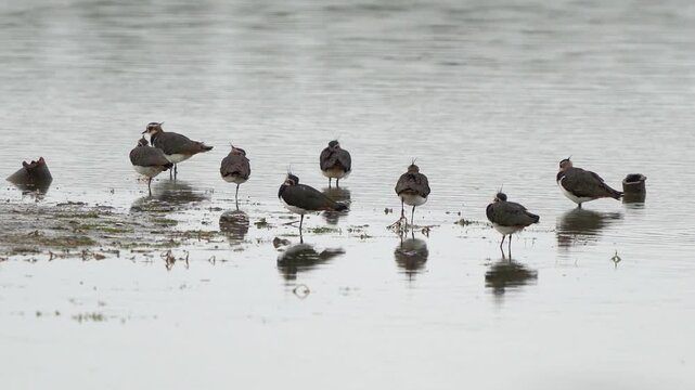 Some northern lapwings (Vanellus vanellus) standing in shallow water in autumn