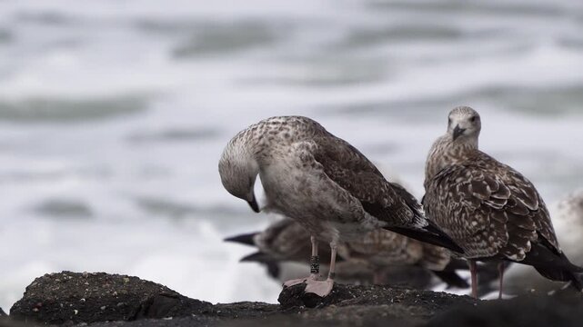 A juvenile Great Black-backed Gull (Larus marinus) preening its feathers thoroughly while standing by the sea